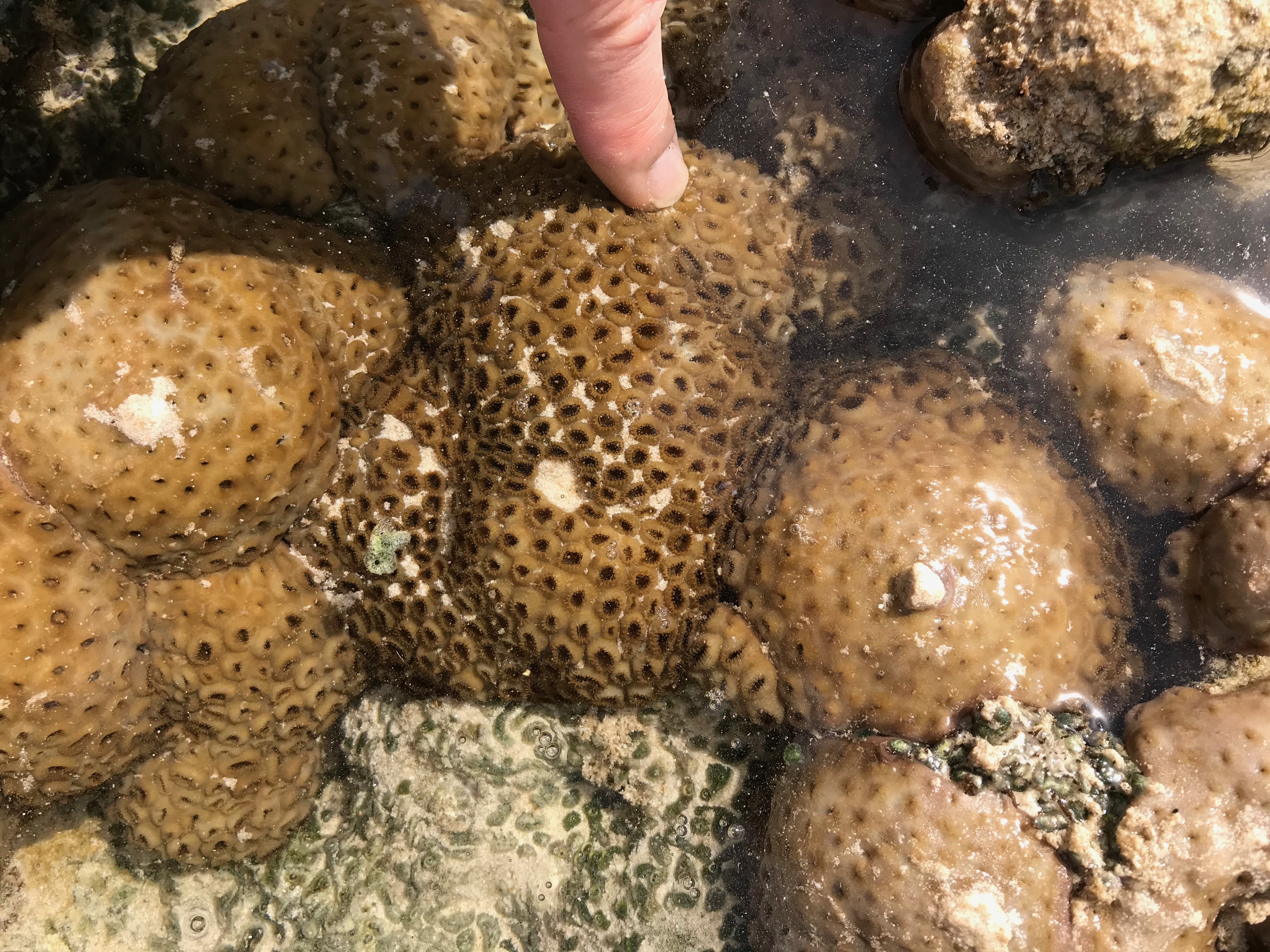 Oman field course